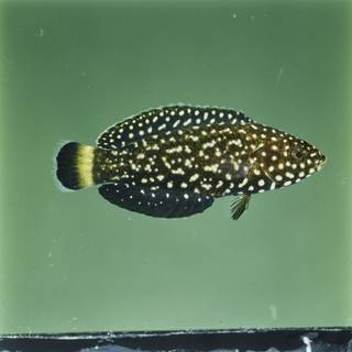 To NMNH Extant Collection (Anampses melanurus FIN029332 Slide 120 mm)