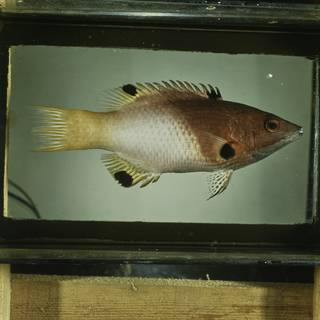 To NMNH Extant Collection (Bodianus axillaris FIN029349 Slide 120 mm)