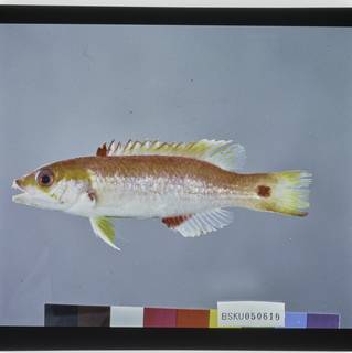 To NMNH Extant Collection (Bodianus cylindriatus FIN029366 Slide 120 mm)
