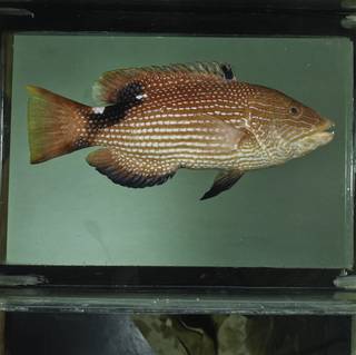 To NMNH Extant Collection (Bodianus loxozonus FIN029371 Slide 120 mm)