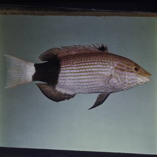 To NMNH Extant Collection (Bodianus macrourus FIN029378 Slide 120 mm)