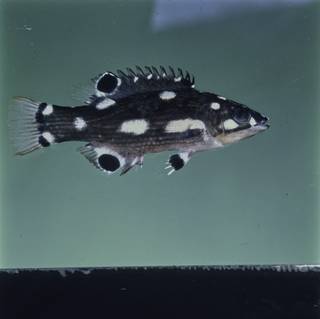 To NMNH Extant Collection (Bodianus neilli FIN029382 Slide 120 mm)