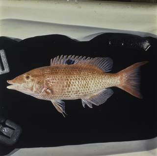 To NMNH Extant Collection (Bodianus unimaculatus FIN029393 Slide 120 mm)