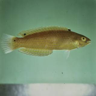 To NMNH Extant Collection (Suezichthys arquatus FIN030388 Slide 120 mm)