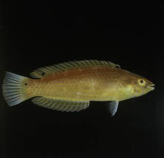 To NMNH Extant Collection (Suezichthys arquatus FIN030388B Slide 120 mm)