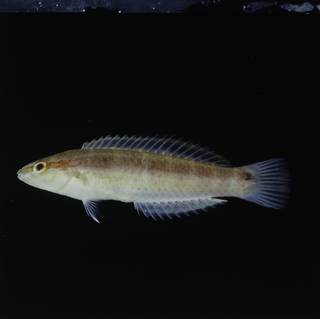 To NMNH Extant Collection (Suezichthys gracilis FIN030390 Slide 120 mm)