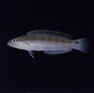 To NMNH Extant Collection (Suezichthys gracilis FIN030391 Slide 120 mm)