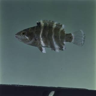 To NMNH Extant Collection (Cheilinus fasciatus FIN029411 Slide 120 mm)