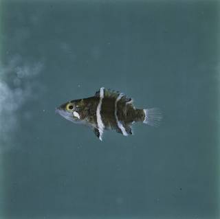 To NMNH Extant Collection (Cheilinus fasciatus FIN029412 Slide 120 mm)