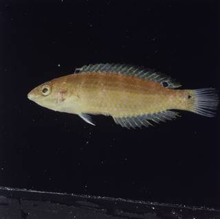 To NMNH Extant Collection (Suezichthys russelli FIN030396 Slide 120 mm)
