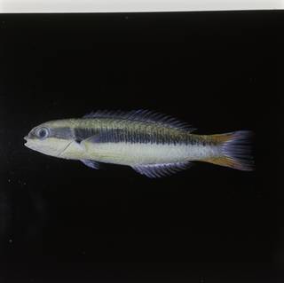 To NMNH Extant Collection (Thalassoma amblycephalum FIN030399 Slide 120 mm)