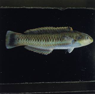 To NMNH Extant Collection (Thalassoma cupido FIN030407 Slide 120 mm)