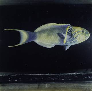 To NMNH Extant Collection (Thalassoma hebraicum FIN030422 Slide 120 mm)