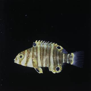 To NMNH Extant Collection (Choerodon fasciatus FIN029462 Slide 120 mm)
