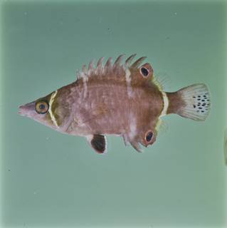 To NMNH Extant Collection (Wetmorella FIN030473B Slide 120 mm)