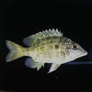 To NMNH Extant Collection (Lethrinus erythracanthus FIN030557 Slide 120 mm)