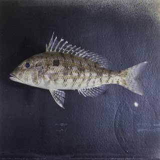 To NMNH Extant Collection (Lethrinus genivittatus FIN030561 Slide 120 mm)