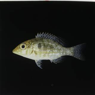 To NMNH Extant Collection (Lethrinus obsoletus FIN030586B Slide 120 mm)