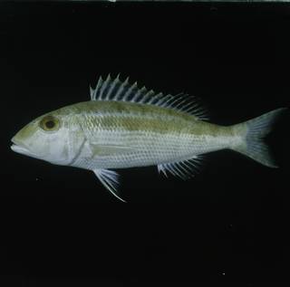 To NMNH Extant Collection (Lethrinus variegatus FIN030602 Slide 120 mm)