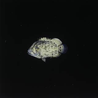 To NMNH Extant Collection (Lobotes surinamensis FIN030613 Slide 120 mm)