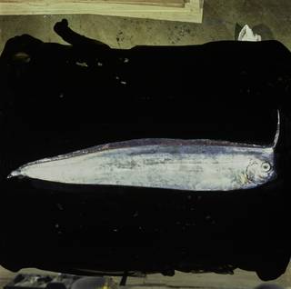 To NMNH Extant Collection (Lophotus capellei FIN030615 Slide 120 mm)