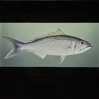 To NMNH Extant Collection (Aphareus furca FIN030616 Slide 120 mm)