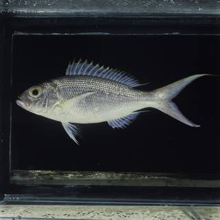To NMNH Extant Collection (Pristipomoides flavipinnis FIN030758 Slide 120 mm)