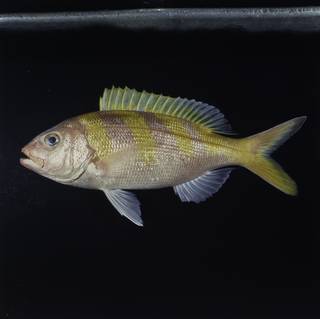 To NMNH Extant Collection (Pristipomoides zonatus FIN030766 Slide 120 mm)
