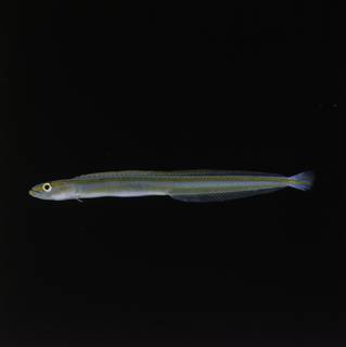 To NMNH Extant Collection (Gunnellichthys FIN030796 Slide 120 mm)