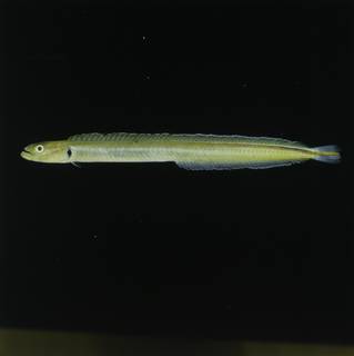 To NMNH Extant Collection (Gunnellichthys monostigma FIN030801 Slide 120 mm)