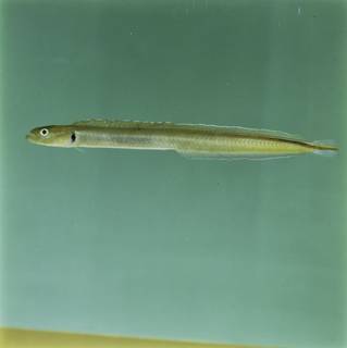 To NMNH Extant Collection (Gunnellichthys monostigma FIN030801B Slide 120 mm)