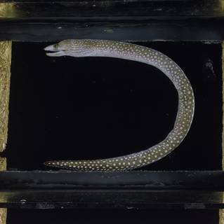 To NMNH Extant Collection (Gymnothorax johnsoni FIN031255 Slide 120 mm)
