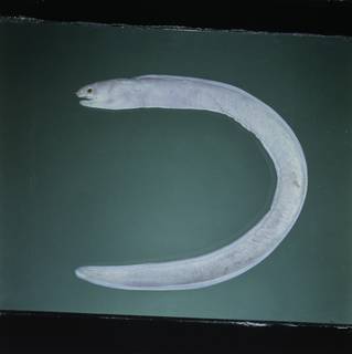 To NMNH Extant Collection (Gymnothorax kontodontos FIN031264 Slide 120 mm)