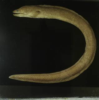 To NMNH Extant Collection (Gymnothorax moluccensis FIN031283 Slide 120 mm)