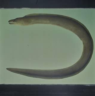 To NMNH Extant Collection (Gymnothorax monochrous FIN031284 Slide 120 mm)