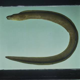 To NMNH Extant Collection (Gymnothorax monochrous FIN031284B Slide 120 mm)