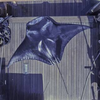 To NMNH Extant Collection (Manta FIN030856 Slide 120 mm)