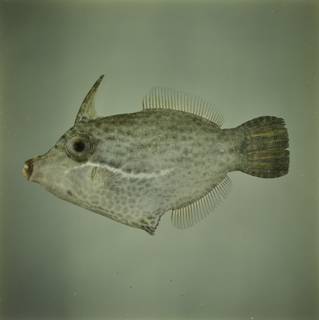 To NMNH Extant Collection (Acreichthys tomentosus FIN030860 Slide 120 mm)