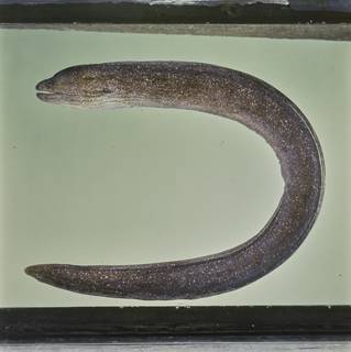 To NMNH Extant Collection (Gymnothorax porphyreus FIN031308 Slide 120 mm)