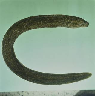 To NMNH Extant Collection (Gymnothorax porphyreus FIN031309 Slide 120 mm)