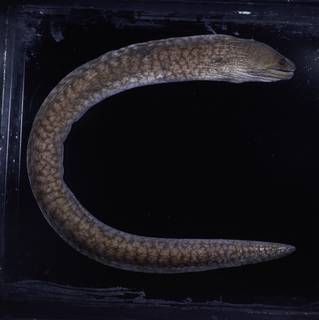 To NMNH Extant Collection (Gymnothorax prismodon FIN031310 Slide 120 mm)