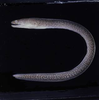 To NMNH Extant Collection (Gymnothorax prismodon FIN031311 Slide 120 mm)
