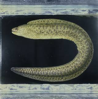 To NMNH Extant Collection (Gymnothorax pseudothyrsoideus FIN031314 Slide 120 mm)