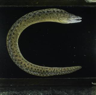 To NMNH Extant Collection (Gymnothorax reevesii FIN031325 Slide 120 mm)