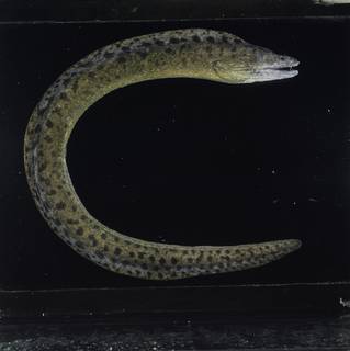 To NMNH Extant Collection (Gymnothorax reevesii FIN031325B Slide 120 mm)