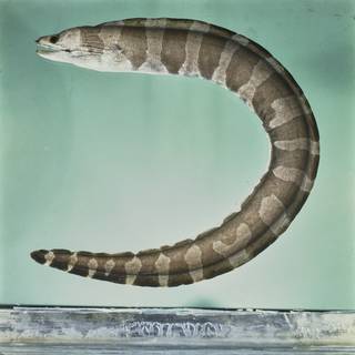 To NMNH Extant Collection (Gymnothorax rueppelliae FIN031331 Slide 120 mm)