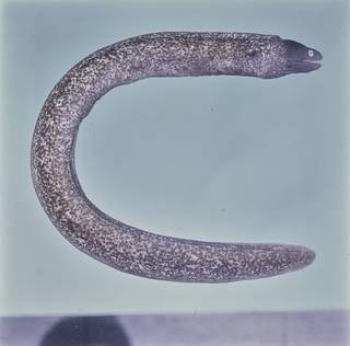 To NMNH Extant Collection (Gymnothorax thyrsoideus FIN031339B Slide 120 mm)