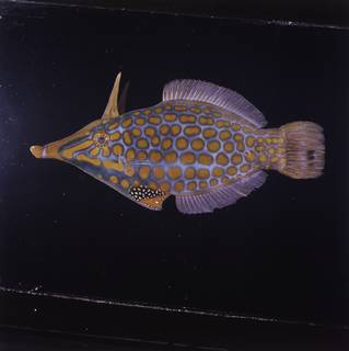To NMNH Extant Collection (Oxymonacanthus longirostris FIN030896 Slide 120 mm)