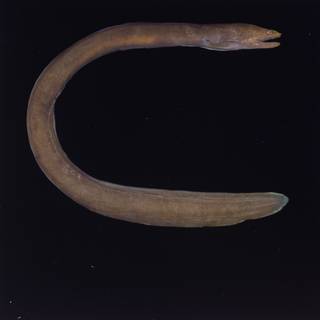 To NMNH Extant Collection (Monopenchelys acuta FIN031355B Slide 120 mm)