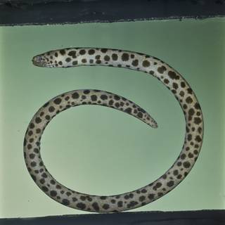 To NMNH Extant Collection (Scuticaria tigrina FIN031361 Slide 120 mm)